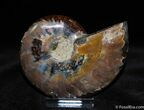 Beautiful Inch Dark Color Split Ammonite (Half) #369-1